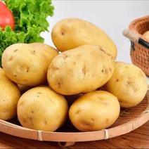 黄心土豆产地直供一手货源，欢迎广大客商致电咨询实地考