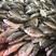 黄翅黄立鱼每天大量批发供应，量大从优全国发货