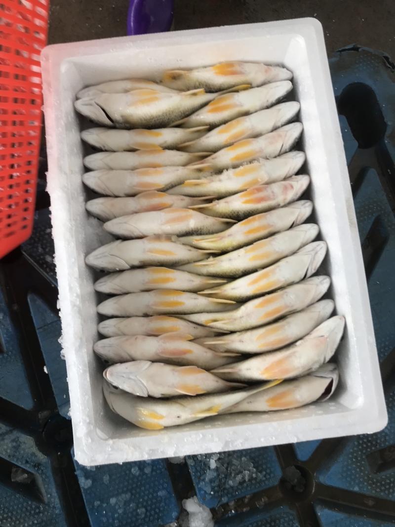 黄翅黄立鱼每天大量批发供应，量大从优全国发货