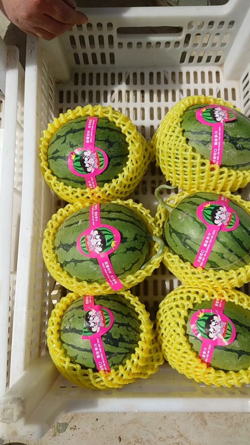 早春红玉全美2k西瓜头茬瓜安徽西瓜包熟包甜全国代发