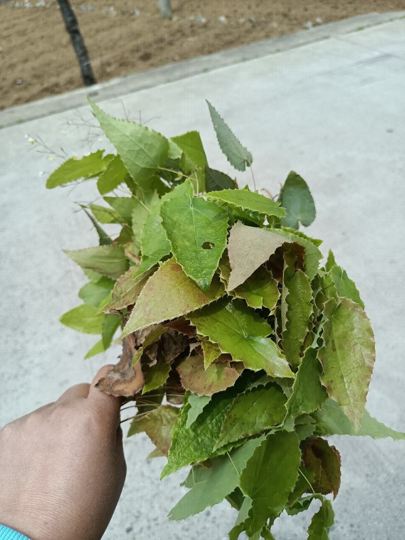 淫羊藿种苗