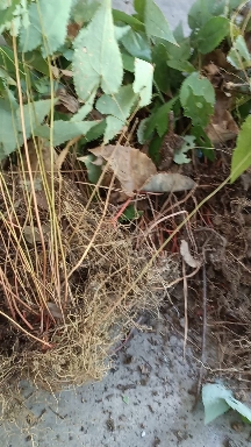 淫羊藿种苗