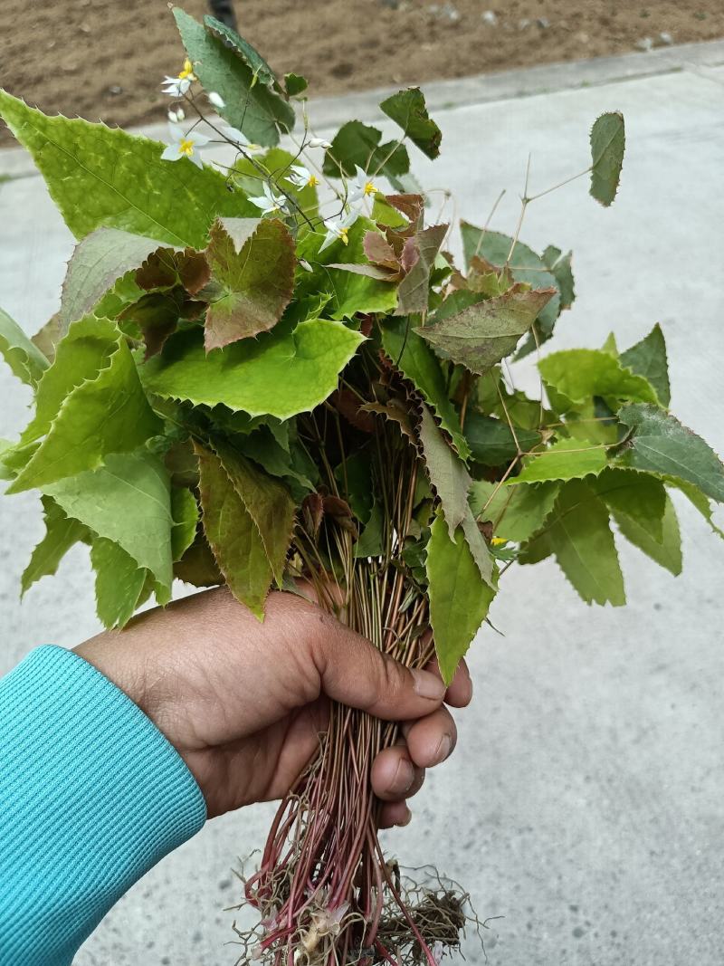 淫羊藿种苗
