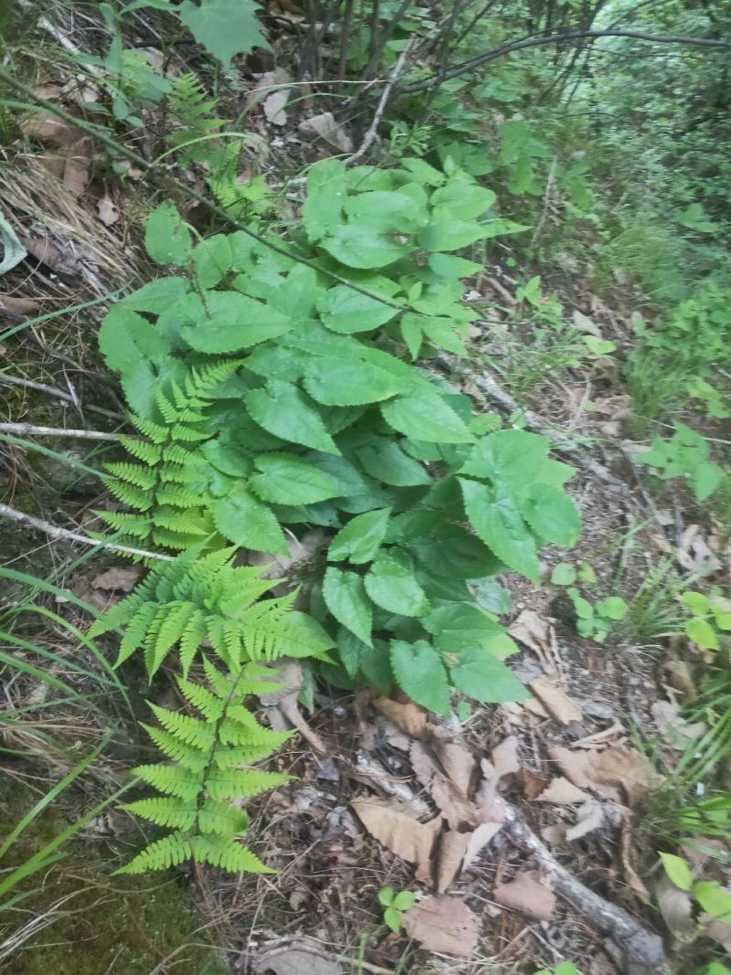 淫羊藿种苗