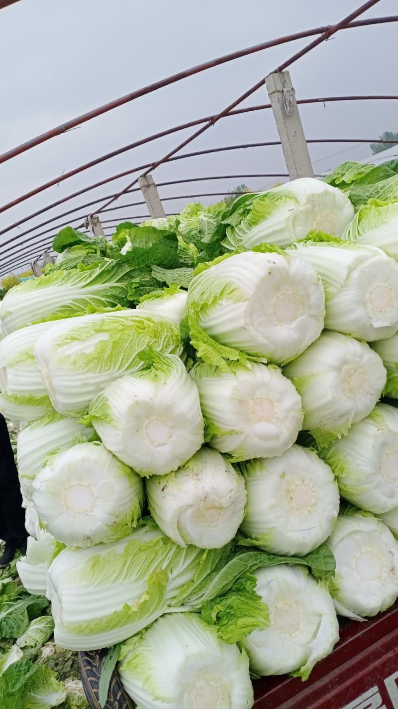 优质黄心白菜