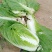 优质黄心白菜