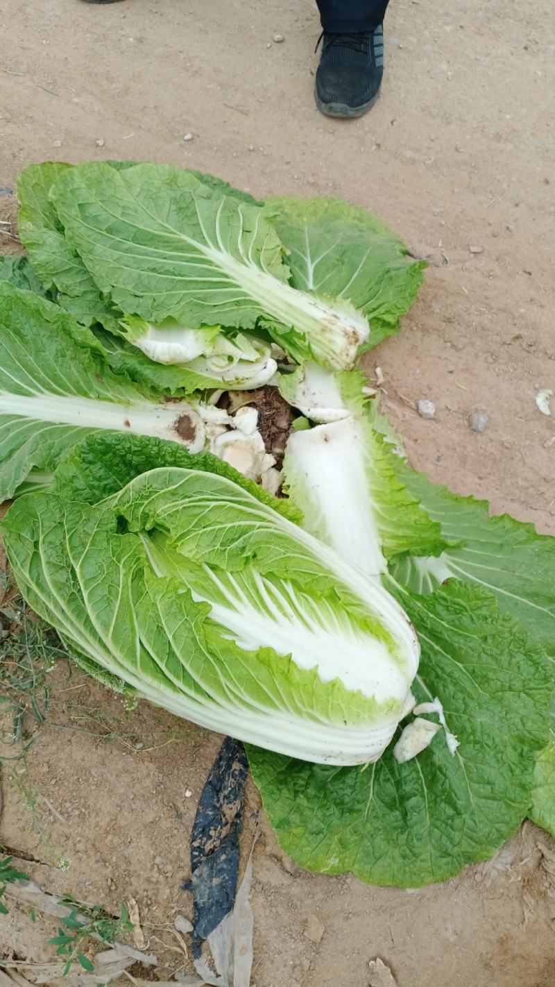 优质黄心白菜
