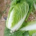 优质黄心白菜