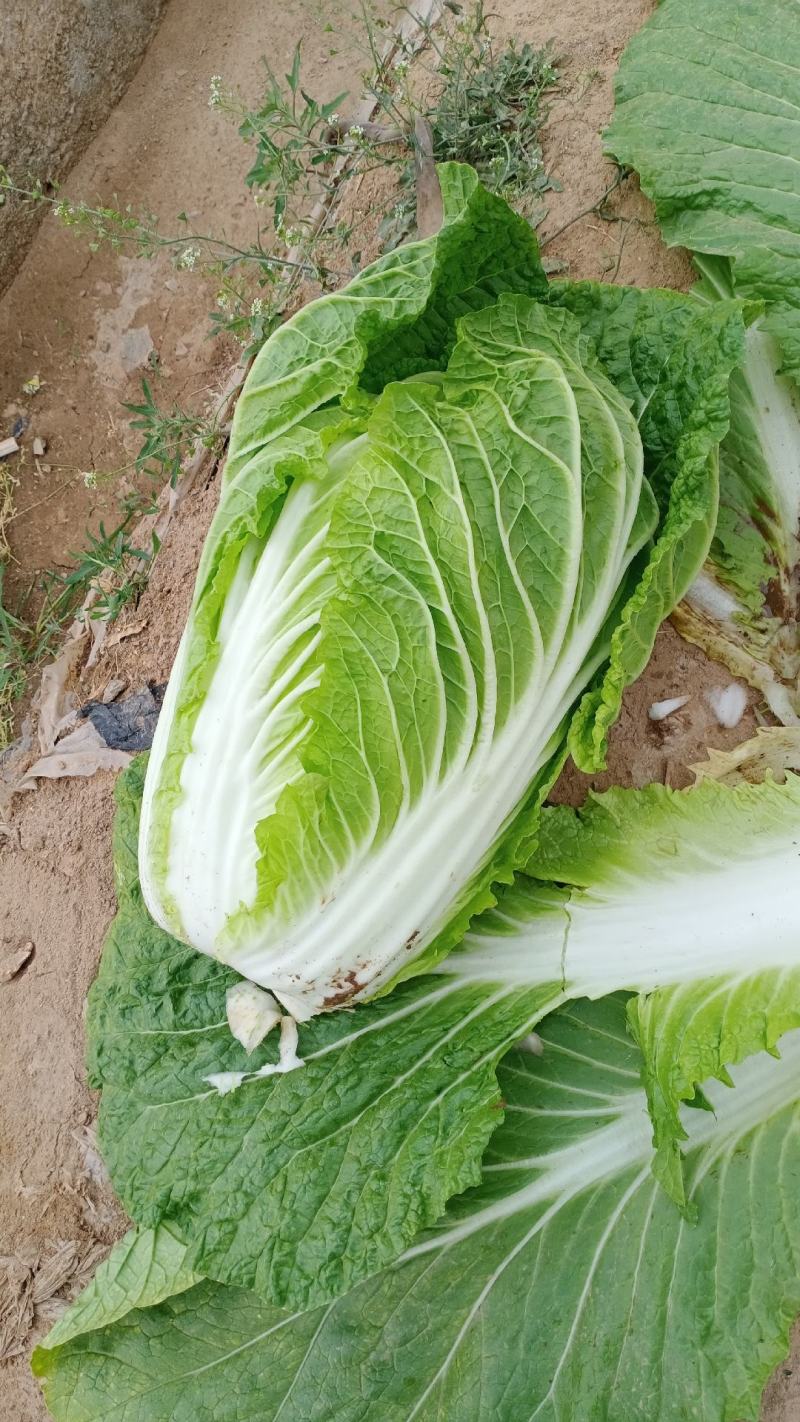 优质黄心白菜