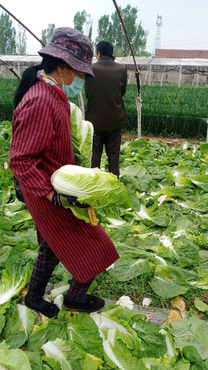 优质黄心白菜