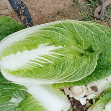 优质黄心白菜