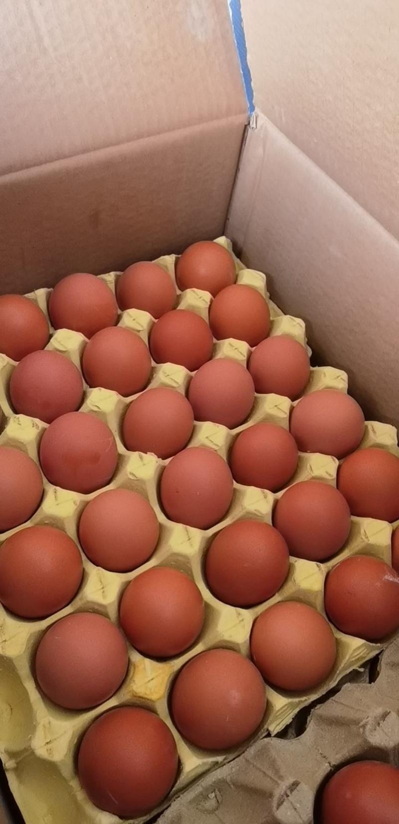 红壳红心鸡蛋批发，品牌蛋代工厂，基地直发，全国发货