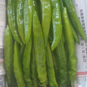 长剑尖椒产地，保质保量，量大质量好，三十厘米以上