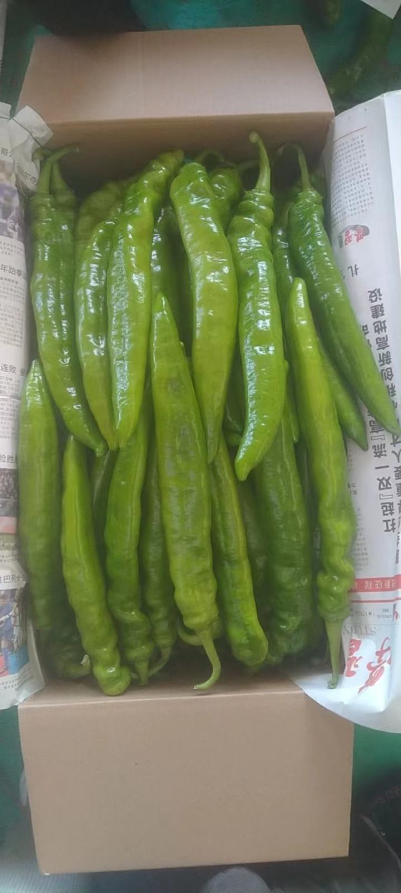 长剑尖椒产地，保质保量，量大质量好，三十厘米以上