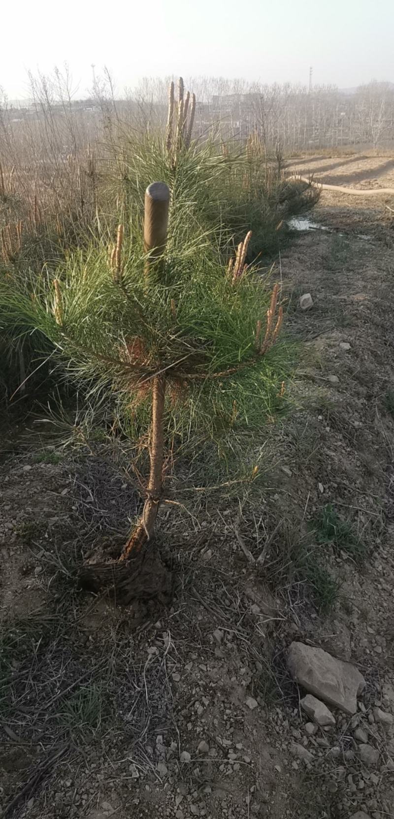 50公油松苗杯苗