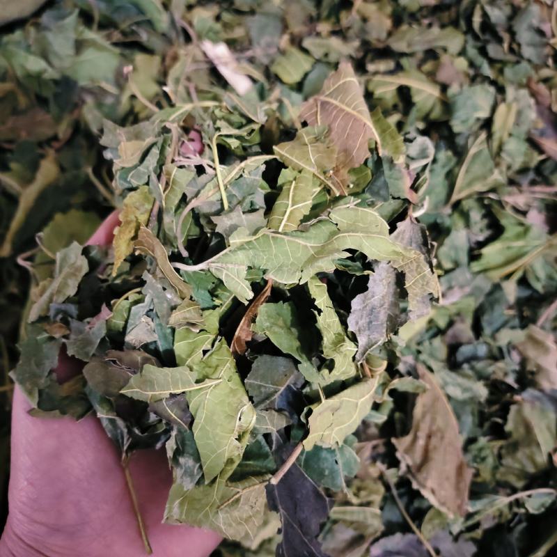 青桑叶，桑叶，产地货源，保质保量，一件代发