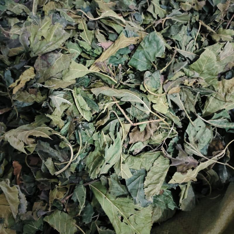 青桑叶，桑叶，产地货源，保质保量，一件代发
