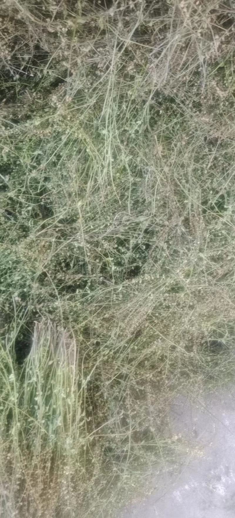 精品半枝莲，货源充足，大量供应，质量保证，一手货源，欢迎