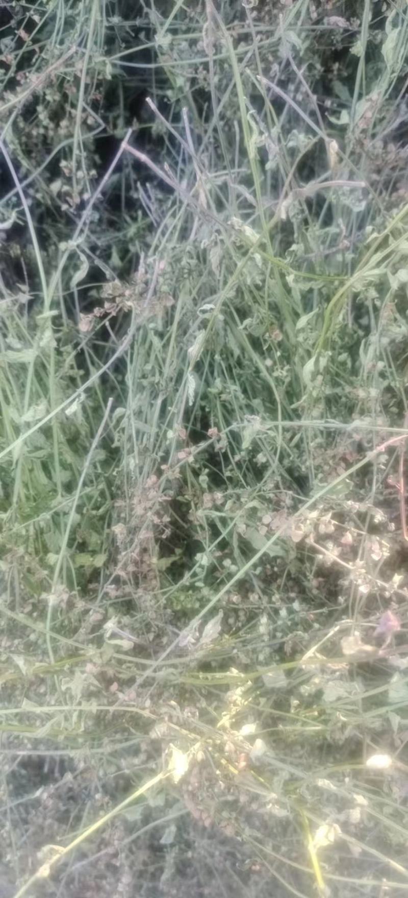 精品半枝莲，货源充足，大量供应，质量保证，一手货源，欢迎
