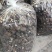 精品江西广昌县茶树菇批发通货批发5斤*2包/件