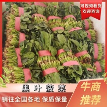 【牛商推荐】汝州黑叶菠菜产地现货直发保质保量欢迎订购