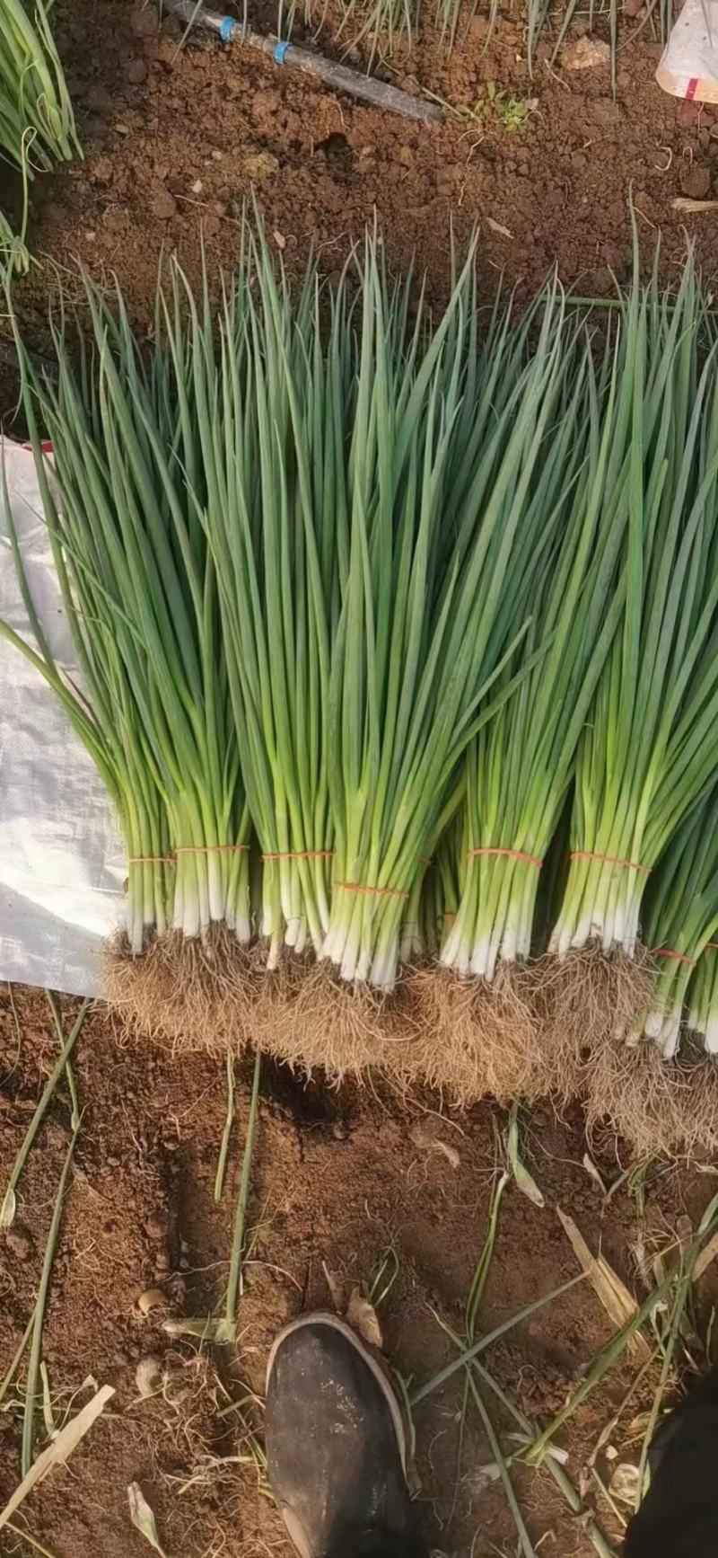 【优选】汝州小葱产地一手货源直发质量保障诚信经营