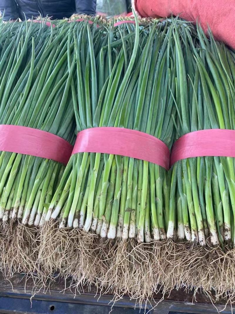 【优选】汝州小葱产地一手货源直发质量保障诚信经营