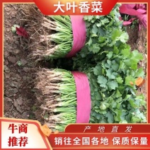 【大叶香菜】汝州香菜大量上市中品质上乘价格可谈欢迎订