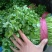 【大叶香菜】汝州香菜大量上市中品质上乘价格可谈欢迎订