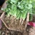 【大叶香菜】汝州香菜大量上市中品质上乘价格可谈欢迎订
