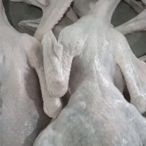 马岗鹅