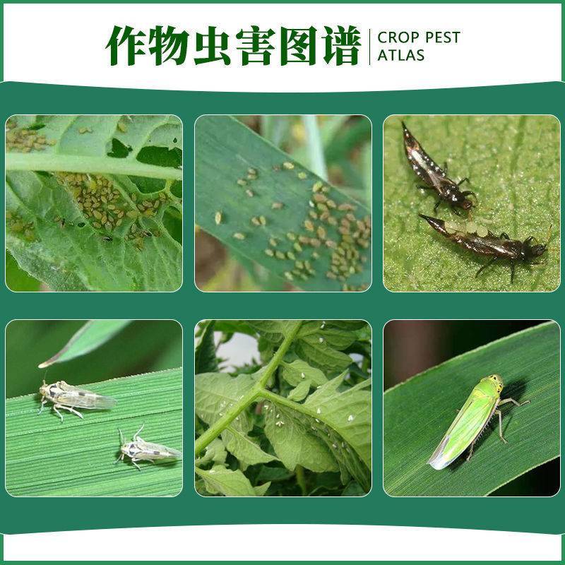 蓝丰乐思耕20%啶虫脒水稻蔬菜果树茶树蚜虫飞虱蓟马杀虫