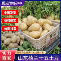 山东土豆荷兰十五/沃土/V7精品土豆现货供应价格实惠