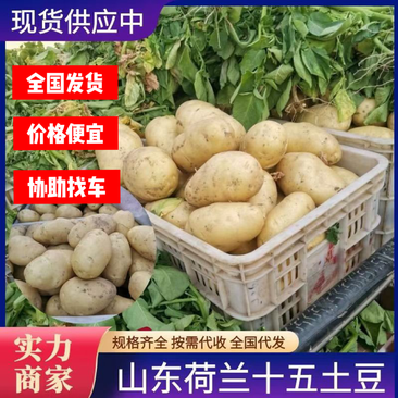 山东土豆荷兰十五/沃土/V7精品土豆现货供应价格实惠