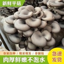 [优选]陕西咸阳兴平市精品平菇鲜平菇品质保证