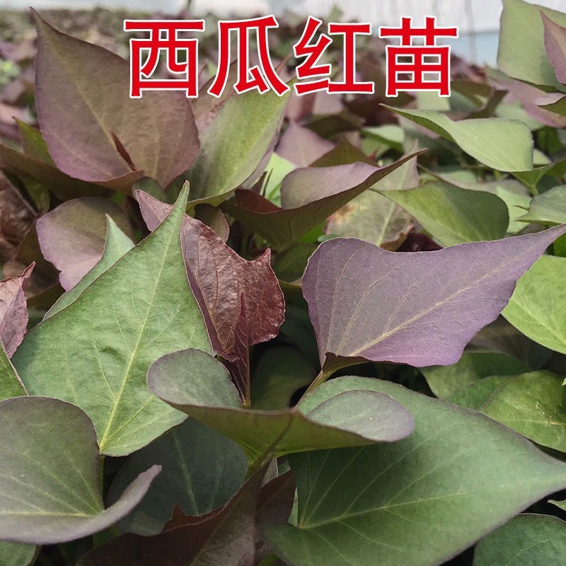 西瓜红红薯苗普暑32号高产原种脱毒大量供应全国发货