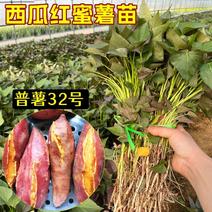 西瓜红红薯苗普暑32号高产原种脱毒大量供应全国发货