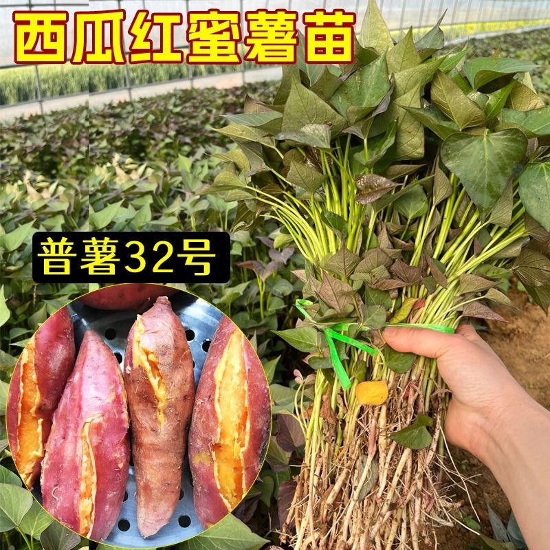 西瓜红红薯苗普暑32号高产原种脱毒大量供应全国发货