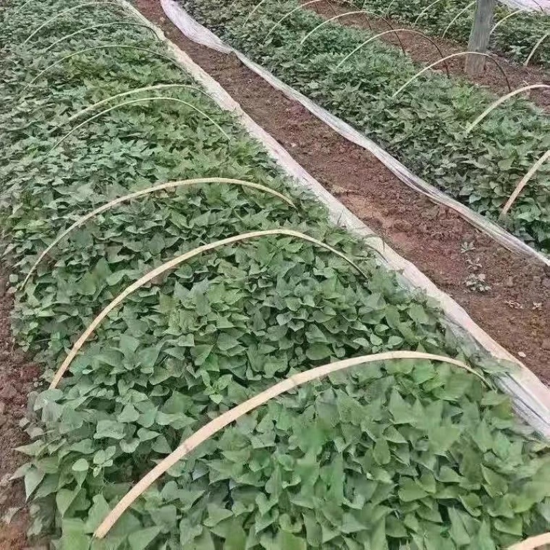 西瓜红红薯苗普暑32号高产原种脱毒大量供应全国发货