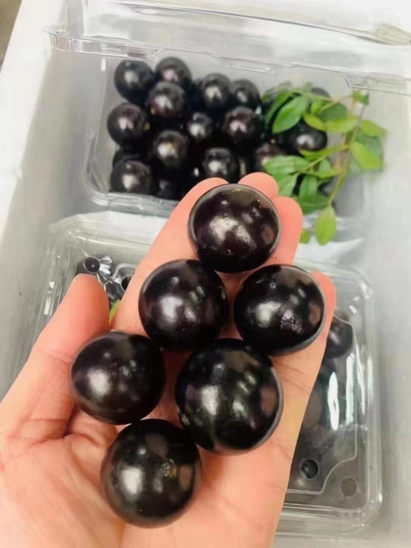树葡萄（嘉宝果简历十年风雨才能结果）1斤包邮支持一件代发