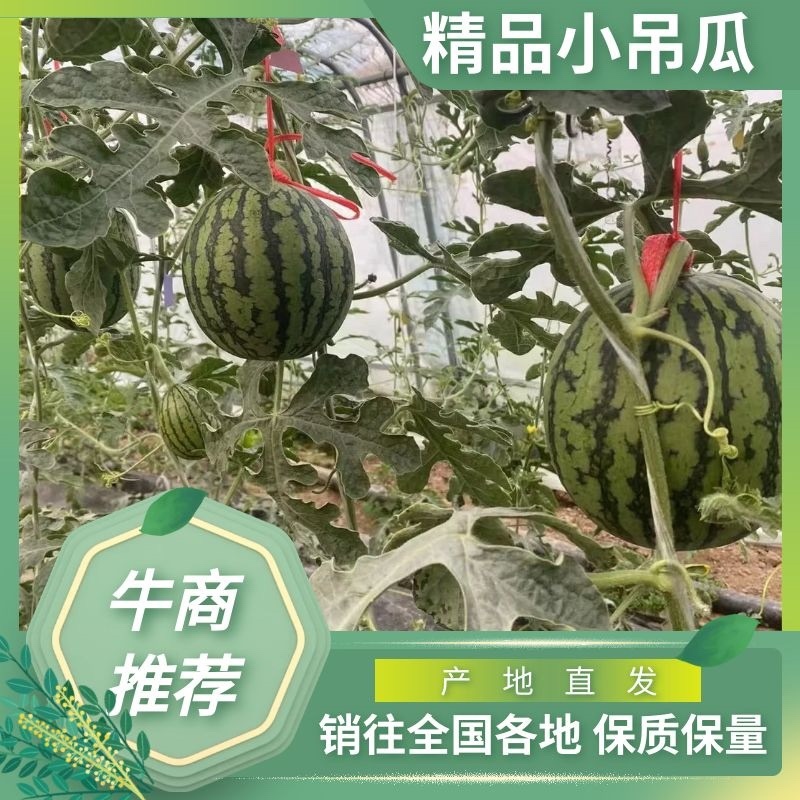 原产地牛奶小吊瓜，全美2k，L600，原产地供货！