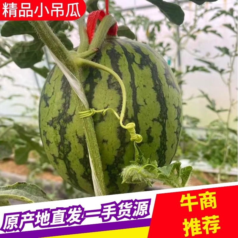 原产地牛奶小吊瓜，全美2k，L600，原产地供货！