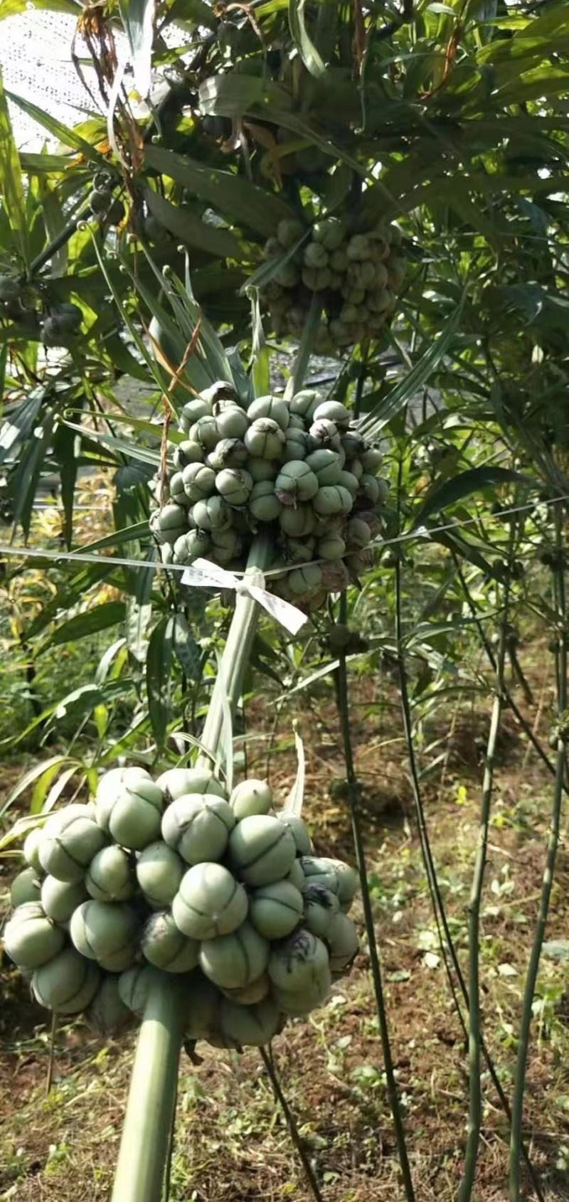 滇黄精种苗基地一手货源现拔现发质量三包全国发货