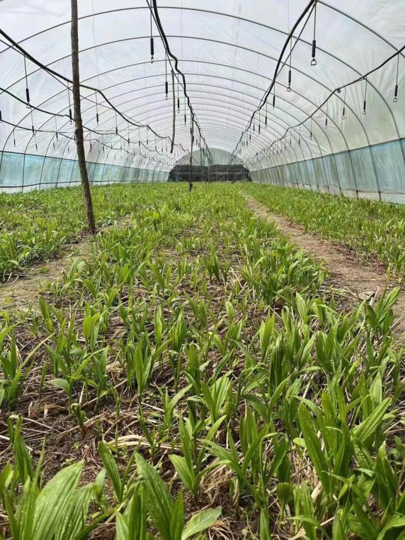 紫花三叉大白芨种苗产地一手货源现拔现发质量三包全国发货