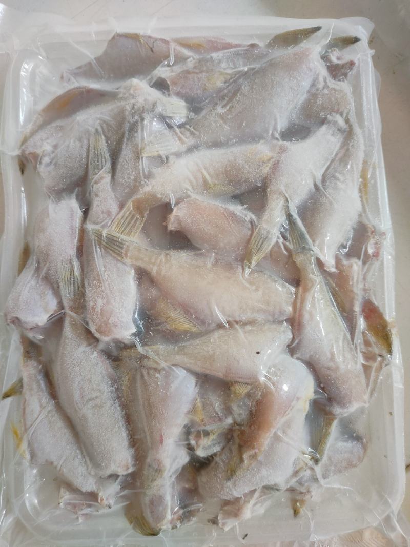 本港小耗儿鱼马面鱼剥皮鱼鲜度好经济实惠大量有货