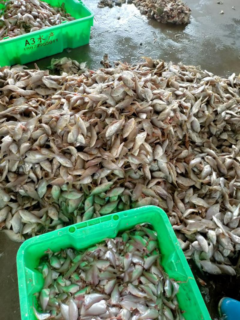 本港小耗儿鱼马面鱼剥皮鱼鲜度好经济实惠大量有货