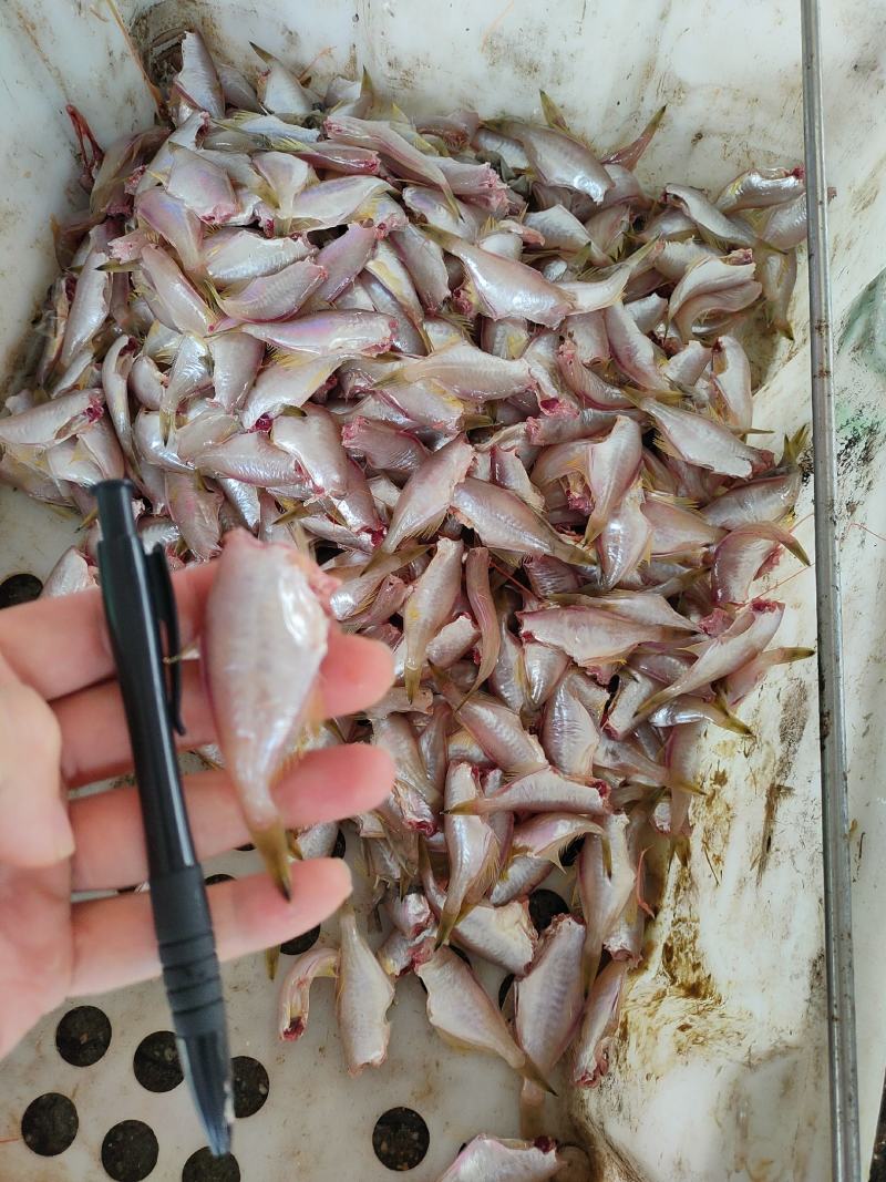 本港小耗儿鱼马面鱼剥皮鱼鲜度好经济实惠大量有货