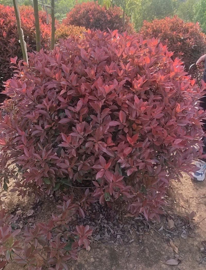【优选】红叶石楠绿化苗木基地直发量大从优工程苗木