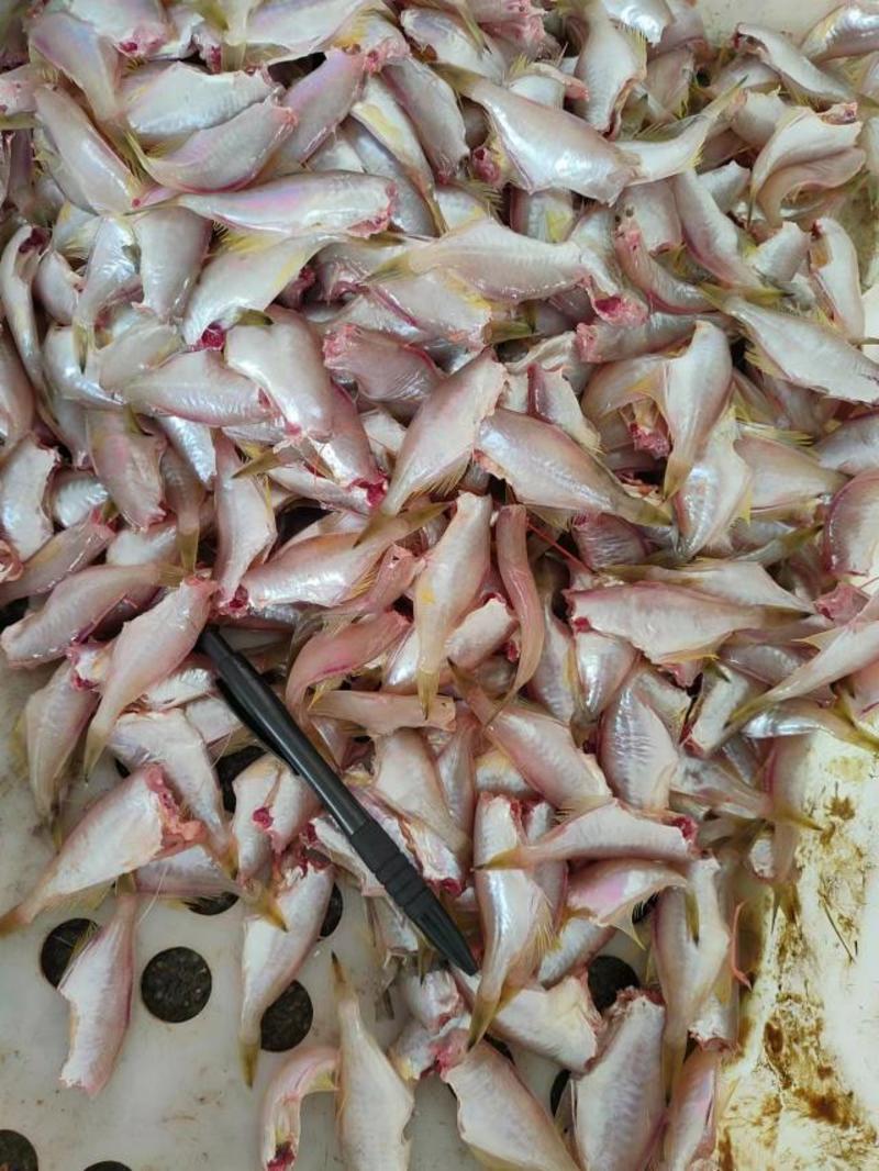 剥皮鱼小马面鱼耗儿鱼长期供应