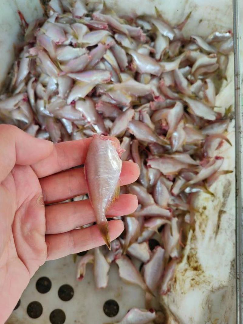 剥皮鱼小马面鱼耗儿鱼长期供应